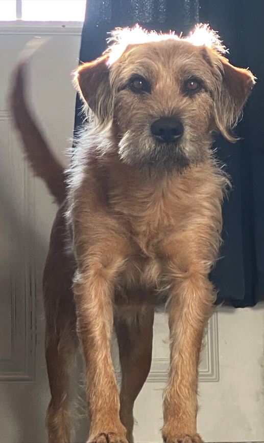 Sally the dog
